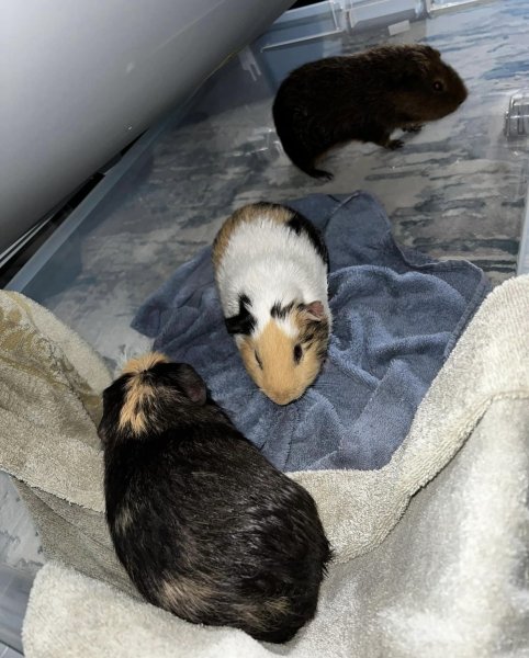 Guinea pigs for a good home