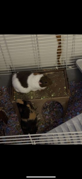 Bean &amp;amp; Boba(2 males)