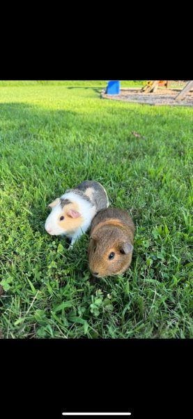 Two four month old female guinea pigs!