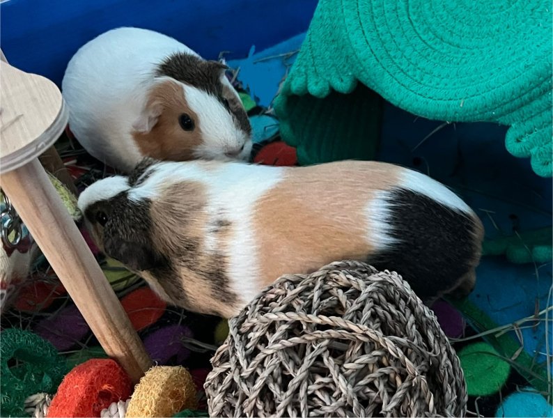 2 female guinea pigs with cage and supplies