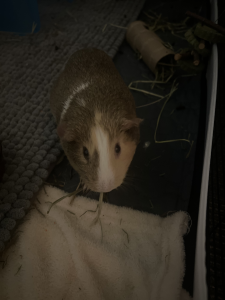 Female Guinea Pig!