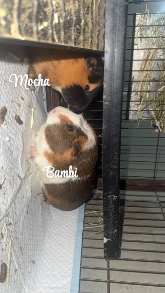 4 Male Guinea pigs bonded