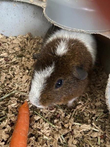 Rehoming sweet adult male guinea pig TaterTot
