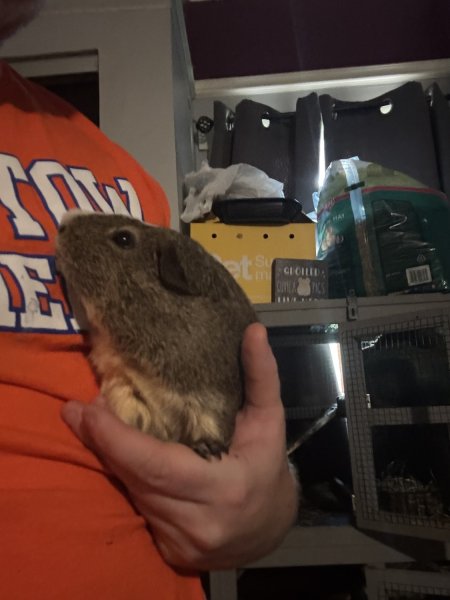 Two playful brother guinea pigs