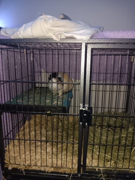 Rehoming female guinea pig