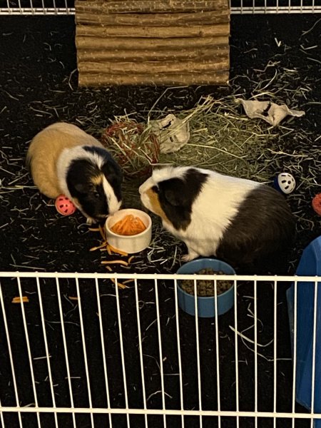 I am looking for a loving home for my girls!