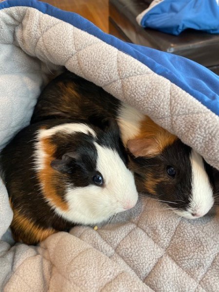 Sisters, Tater and Tot, seeking new family