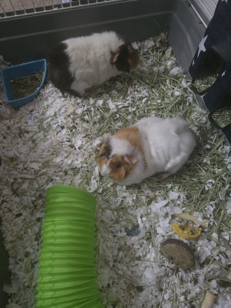 Rehoming: Two Young Female Bonded Guinea Pigs