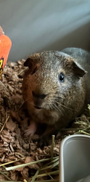 one male guinea pig (2 yrs old)