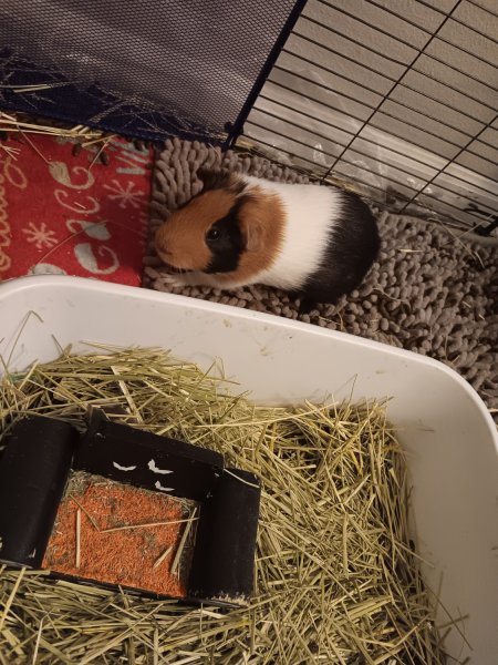 2 male guinea pigs