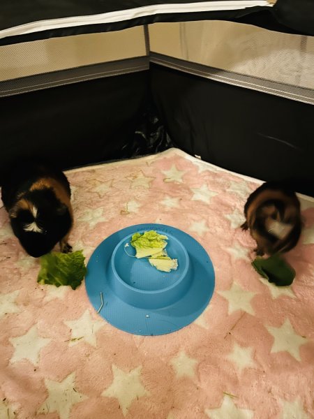 2 Guinea Pigs Dad/Son