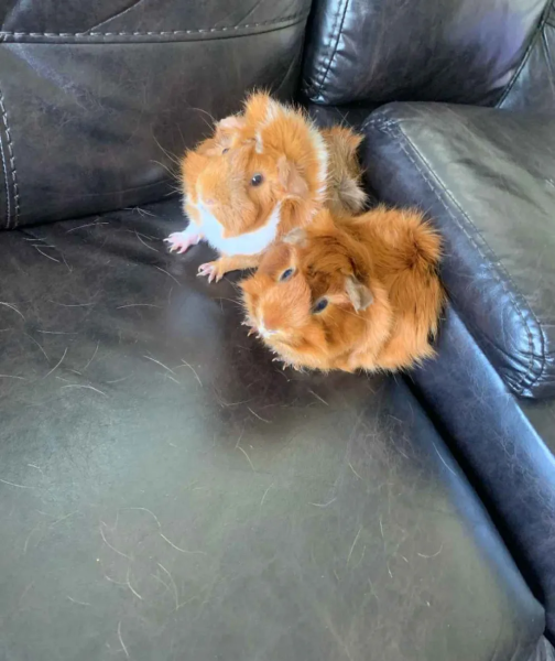 2 Mixed Male Guinea Pigs (Supplies Included)