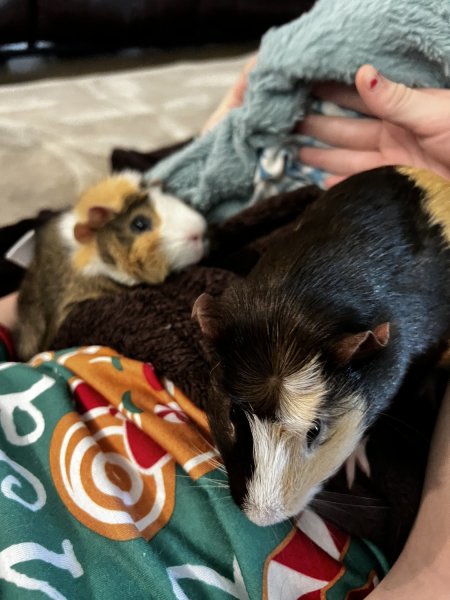 Father-Son Piggie Dynamic Duo!