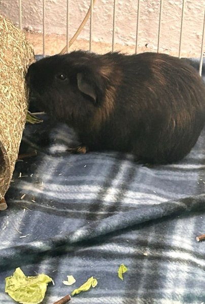 2 male guinea pigs good health asking for 100