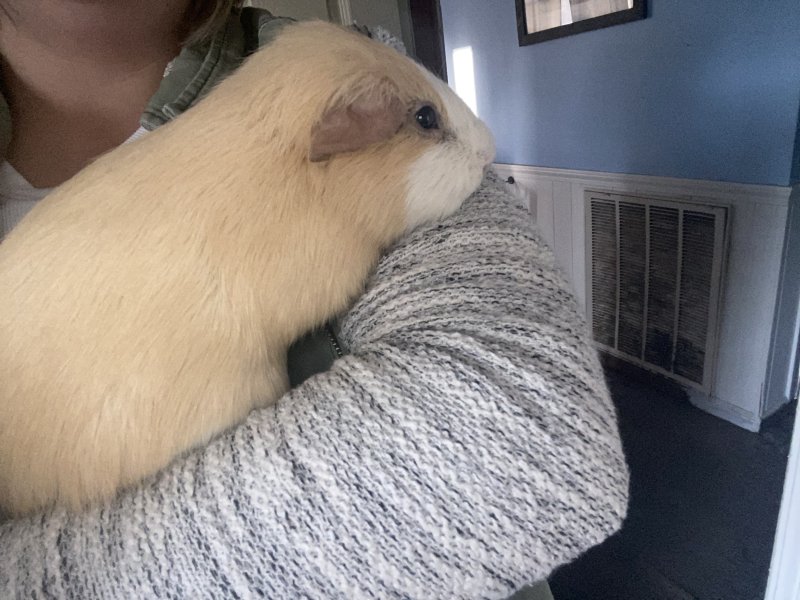 Rehoming- Guinea Pig
