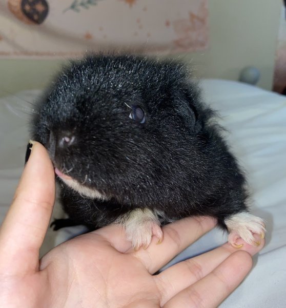 Female guinea pig