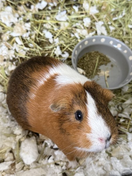 3 Female Guinea Pigs