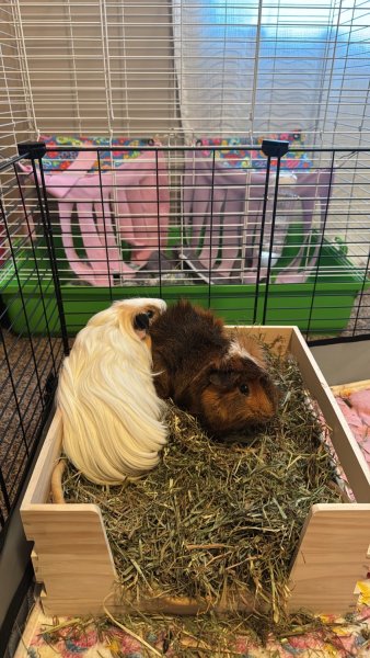 bonded pair of boys in canton ga