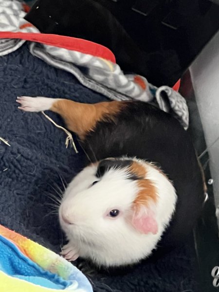 Two Bonded Males