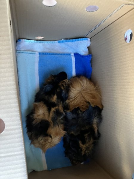 Two male bonded Guinea pigs, 3 years old