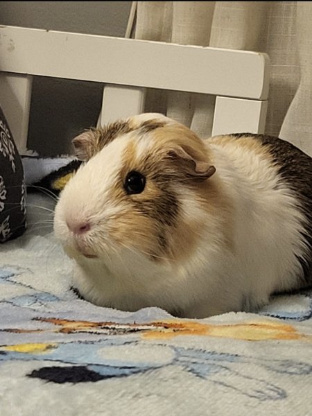 Two Female Guinea Pigs, Atlanta, Ga