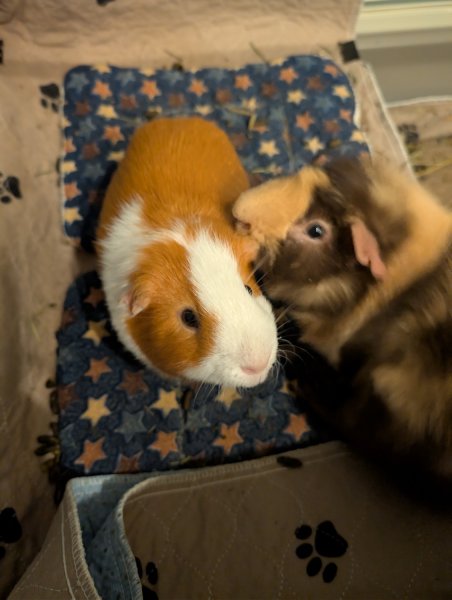 2 Adorable male Guinea pigs.