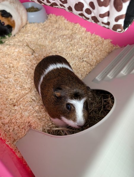 Two female guinea pigs, raised indoors