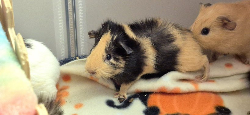 Latte and Muffin - Bonded Female Pair