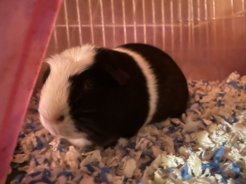 Three super sweet pigges needing a new home