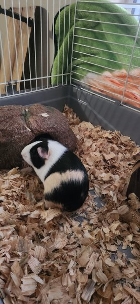 I have 2 Guinea pigs, a cage with all accesso
