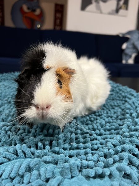 3 Female Guinea Pigs ages 6, 2, &amp;amp; 1.5