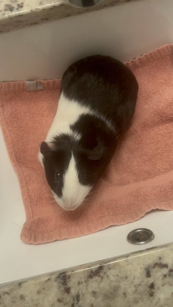 Rehoming 3 pigs: 1 neutered male 2 female