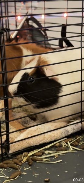 2 male Guinea pigs