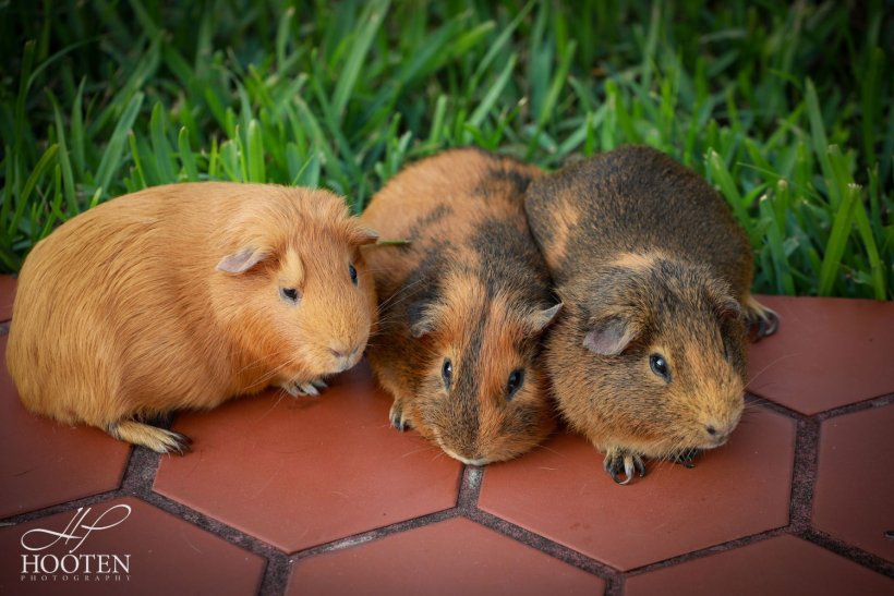 Family Fur-ever: Dad &amp;amp; Two Sons Rehome Ready