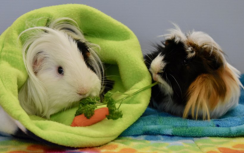 Second Chance Cavy Rescue and Sancturary