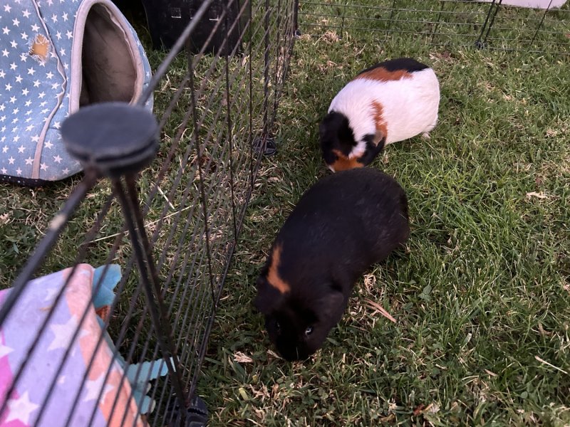 Two Female Bonded Guinea Pigs, 3 Years Old