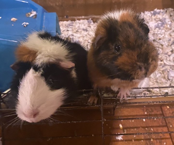 Two very sweet girls looking for a new home