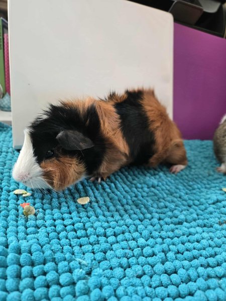 1 Young Male guinea pig needing a new home