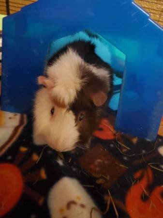 2 Male Guinea Pigs w/ Cages