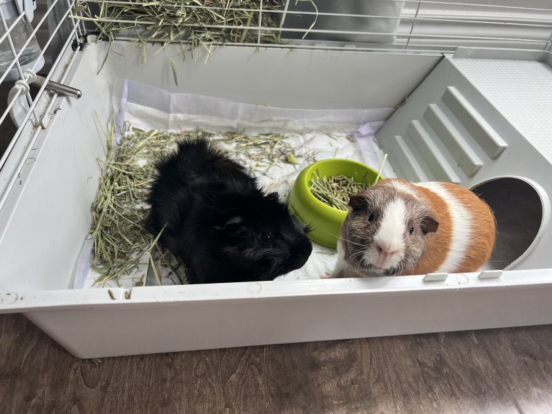 Two lovely male Guineas