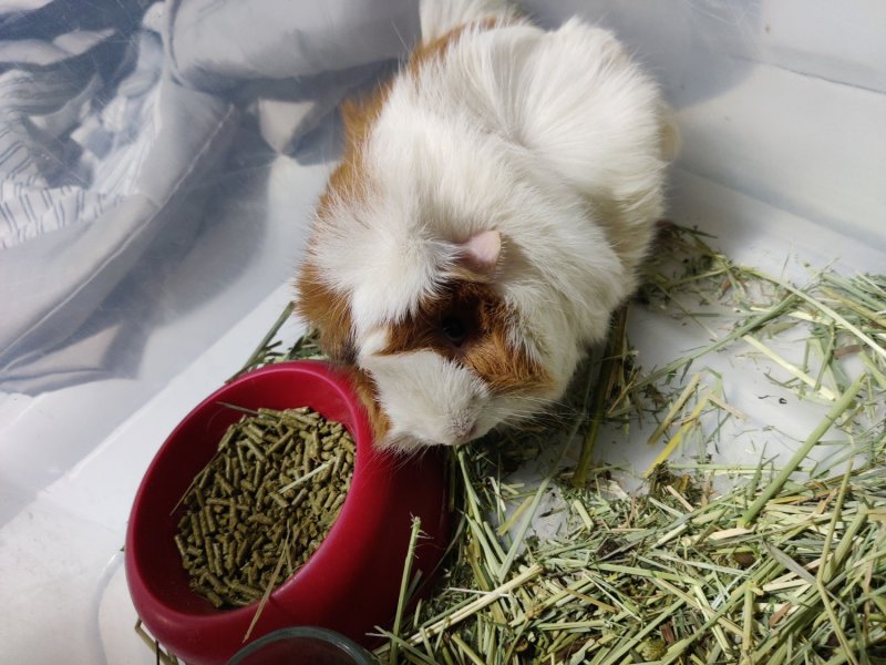 1 Female guinea pig needs rehoming