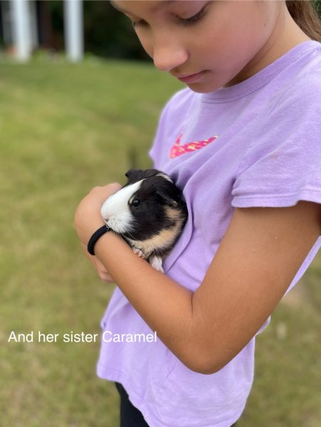 2 Sister Piggies, 4 years old