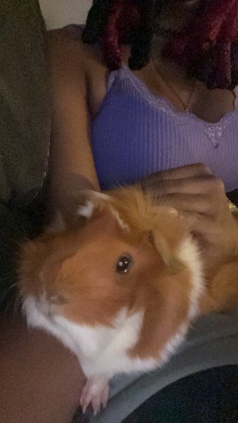 2 male guinea pigs