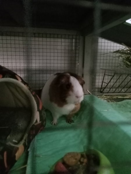 3 Bonded Female Guinea Pigs in Co Springs