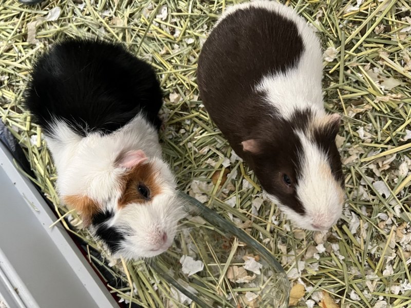 Rehome guinea pig after his partner pass away