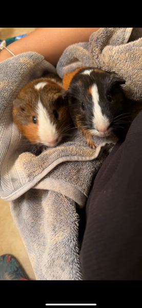 Sweet guniea pig duo Canton, Ohio