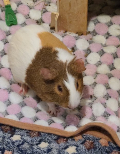 American Guinea pig needed new home