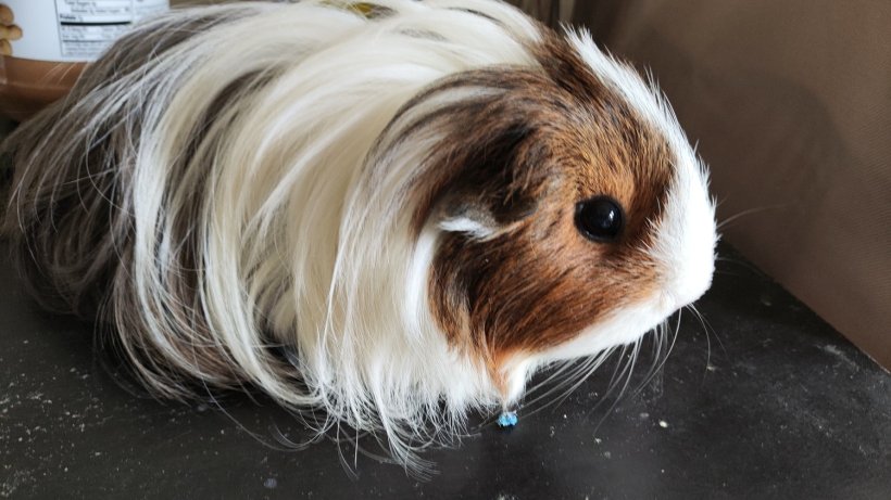 Two 3 years old guinea pigs need new home