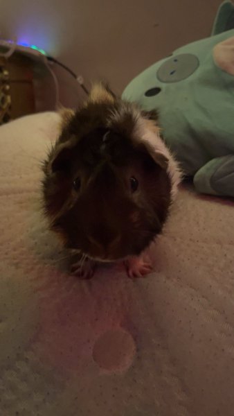 Rehome needed for two male guinea pigs