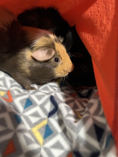 Two Guinea pigs and cage for sale